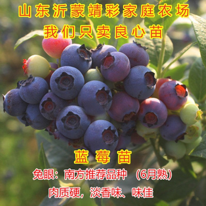 蓝莓苗南北方种植蓝莓苗盆栽地栽蓝莓苗好看好吃蓝莓树苗