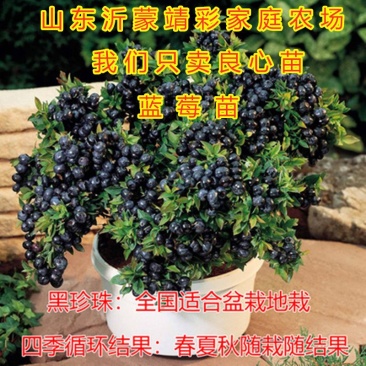 蓝莓苗南北方种植蓝莓苗盆栽地栽蓝莓苗好看好吃蓝莓树苗