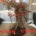 蓝莓苗南北方种植蓝莓苗盆栽地栽蓝莓苗好看好吃蓝莓树苗