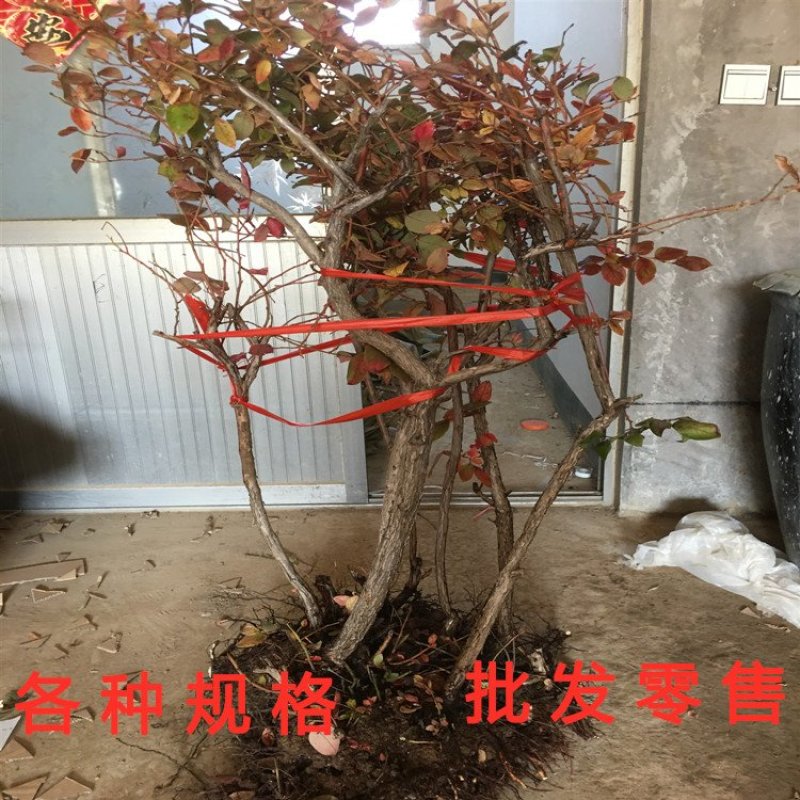 蓝莓苗南北方种植蓝莓苗盆栽地栽蓝莓苗好看好吃蓝莓树苗