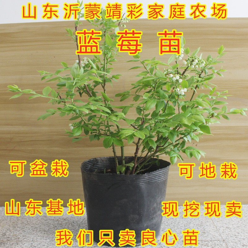 蓝莓苗南北方种植蓝莓苗盆栽地栽蓝莓苗好看好吃蓝莓树苗