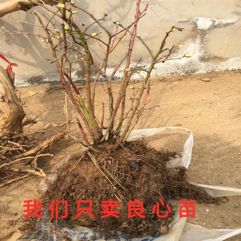 蓝莓苗南北方种植蓝莓苗盆栽地栽蓝莓苗好看好吃蓝莓树苗