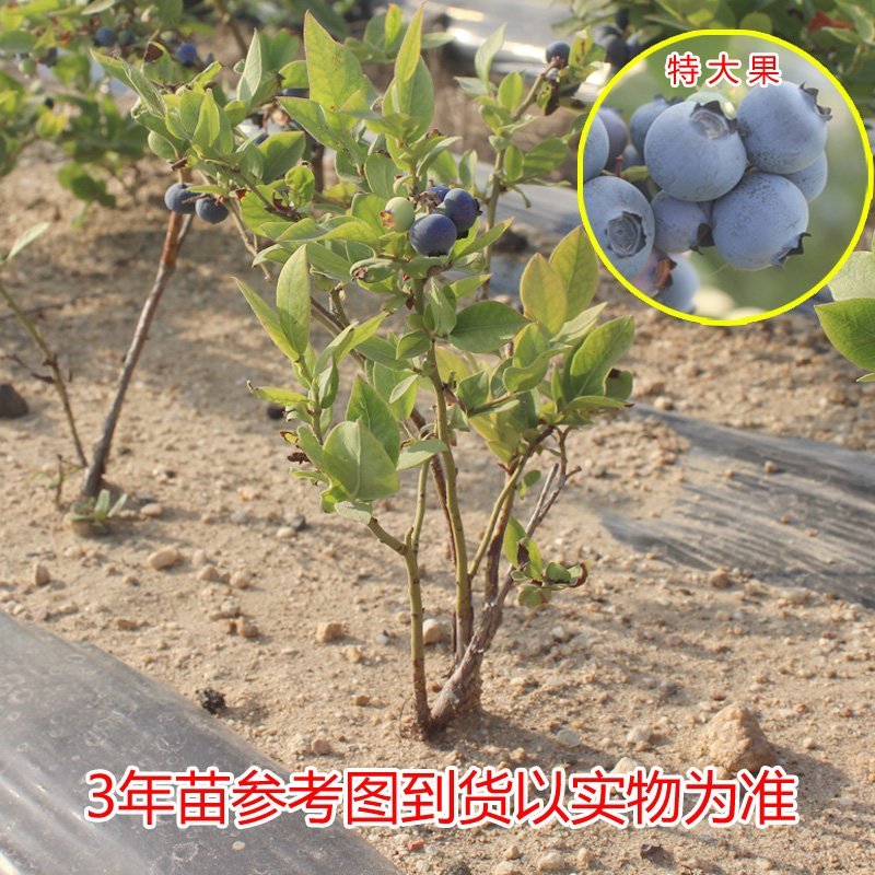 蓝莓苗南北方种植蓝莓苗盆栽地栽蓝莓苗好看好吃蓝莓树苗