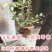 蓝莓苗南北方种植蓝莓苗盆栽地栽蓝莓苗好看好吃蓝莓树苗