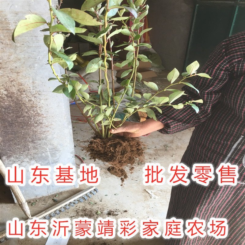 蓝莓苗南北方种植蓝莓苗盆栽地栽蓝莓苗好看好吃蓝莓树苗