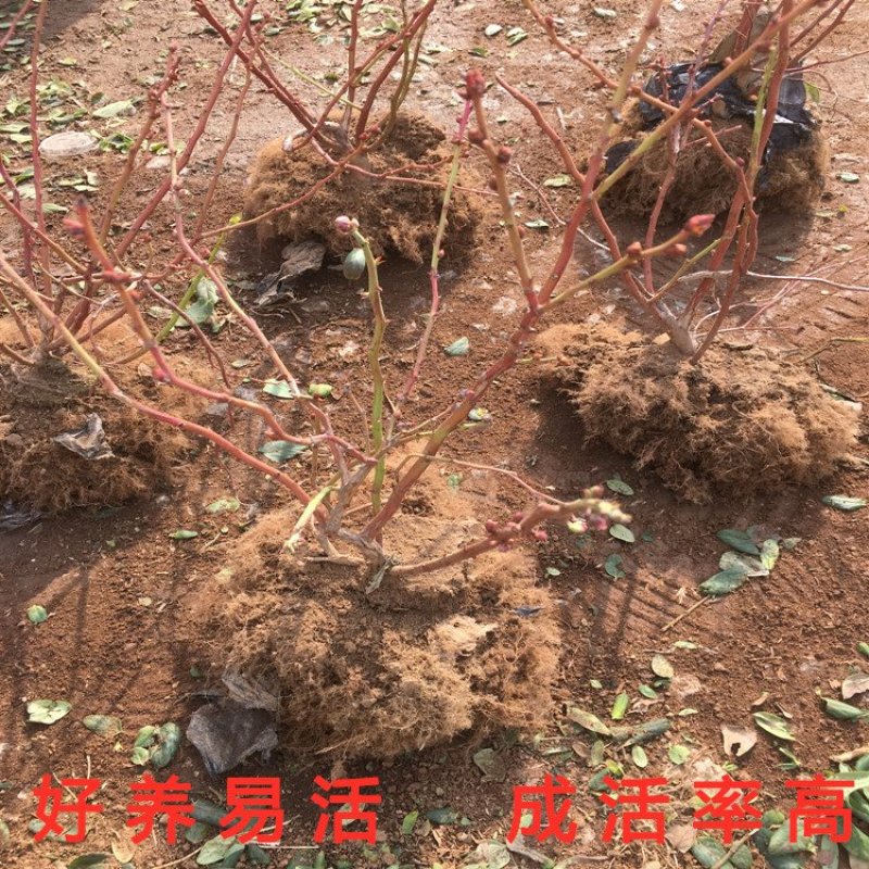 蓝莓苗南北方种植蓝莓苗盆栽地栽蓝莓苗好看好吃蓝莓树苗