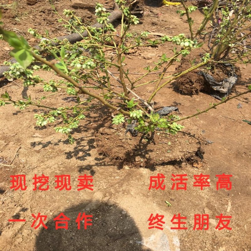 蓝莓苗南北方种植蓝莓苗盆栽地栽蓝莓苗好看好吃蓝莓树苗