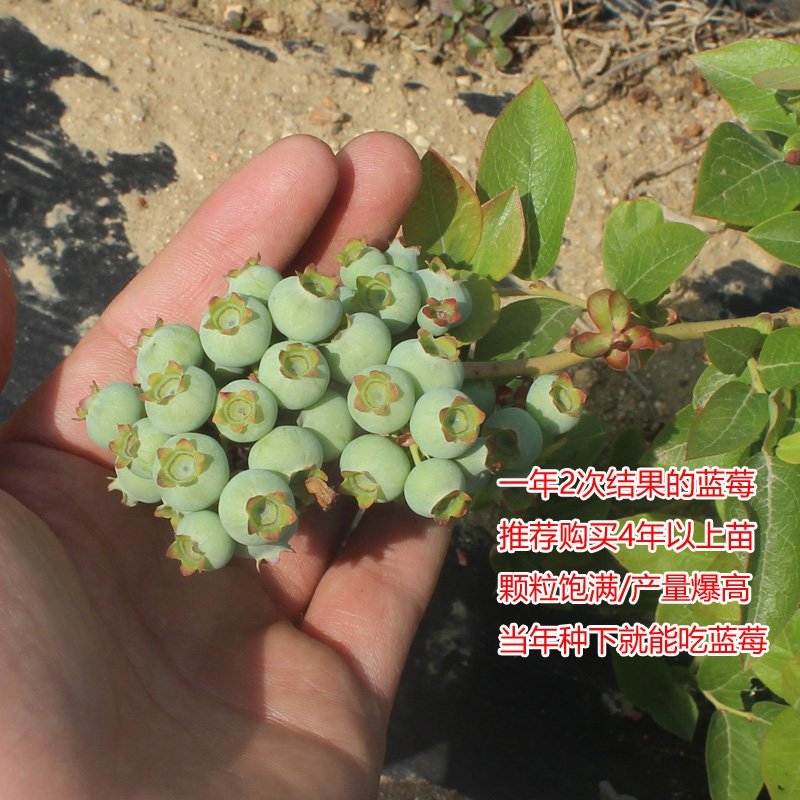 蓝莓苗南北方种植蓝莓苗盆栽地栽蓝莓苗好看好吃蓝莓树苗