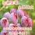 蓝莓苗南北方种植蓝莓苗盆栽地栽蓝莓苗好看好吃蓝莓树苗