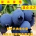 蓝莓苗南北方种植蓝莓苗盆栽地栽蓝莓苗好看好吃蓝莓树苗