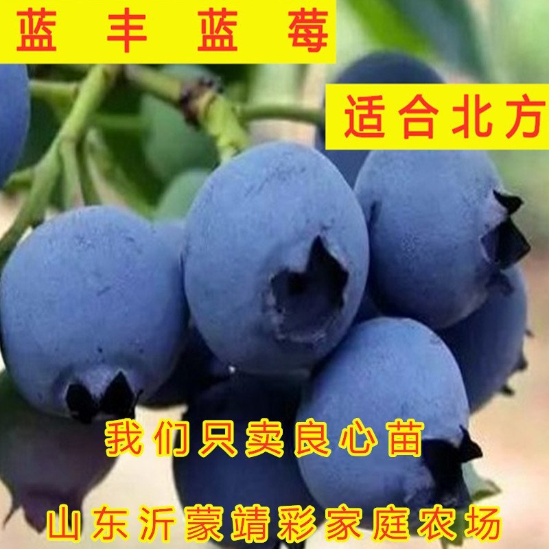 蓝莓苗南北方种植蓝莓苗盆栽地栽蓝莓苗好看好吃蓝莓树苗