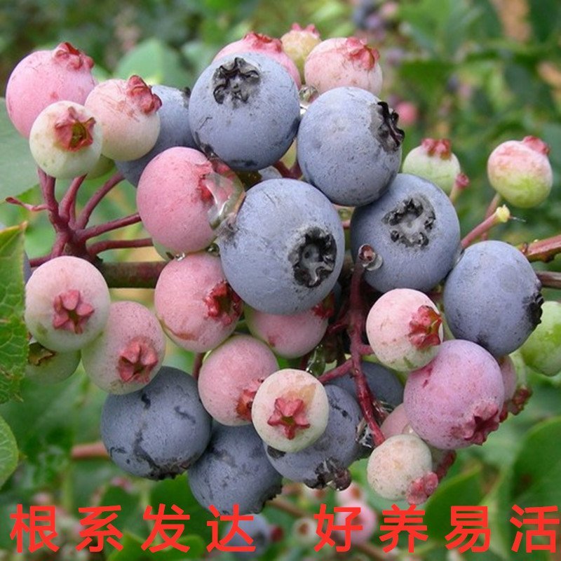 蓝莓苗南北方种植蓝莓苗盆栽地栽蓝莓苗好看好吃蓝莓树苗
