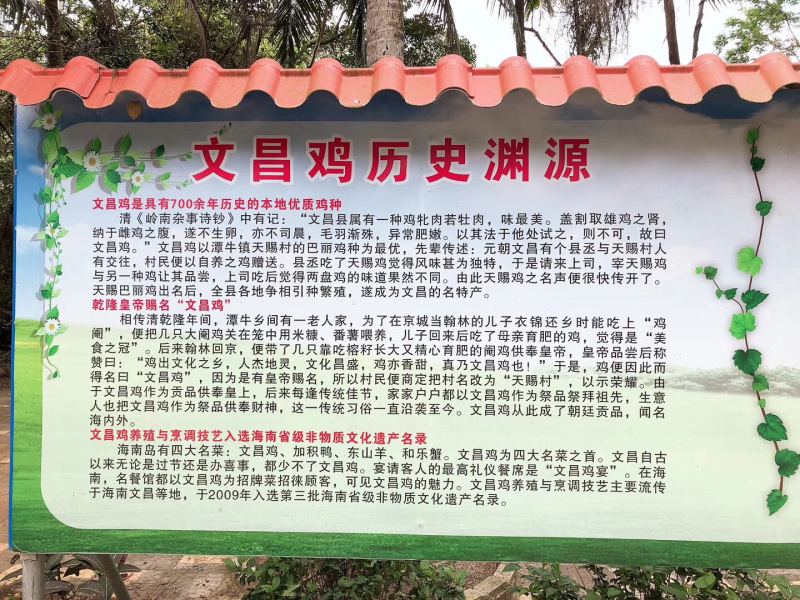 灵山土鸡苗，出厂接种疫苗，全国发货，包路损失