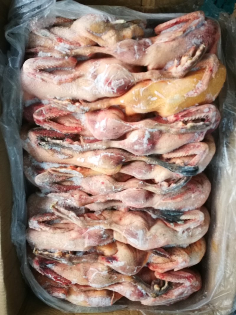 老麻鸭淘汰蛋鸭，金锭麻鸭，老鸭白条批发，量大优惠