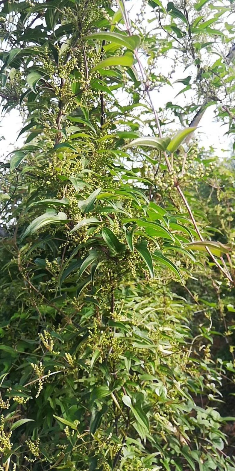 河南嵩县嵩野精品野山药