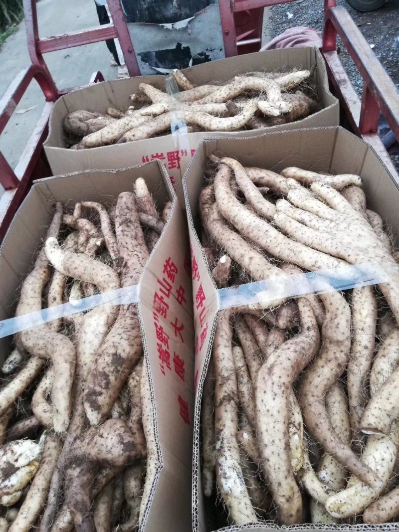 河南嵩县嵩野精品野山药