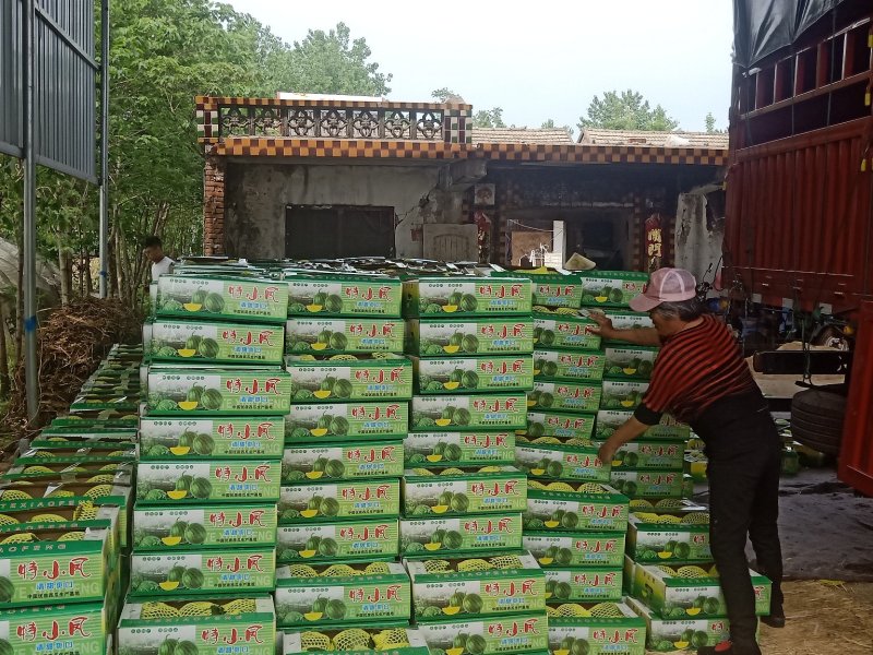 特小凤西瓜，西瓜，江苏特小凤西瓜，特小凤大量批发品质保障