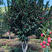 【独特优选】红灯笼树、金丝杜仲树、庭院景观树盆栽素材