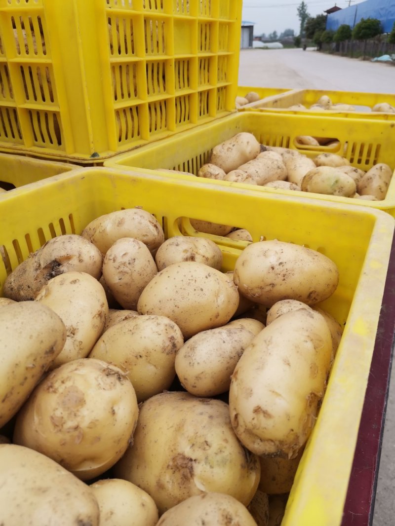 精品土豆，沃土5个头大，半斤以占百分之八十，欢迎来