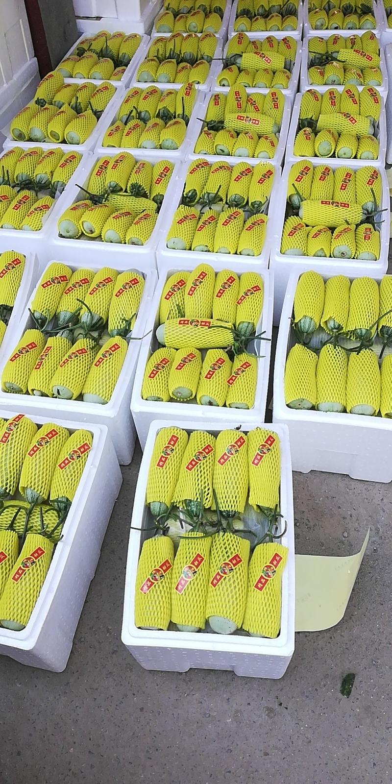 博洋61甜瓜产地代收直供全国各大批发市场口感嗄嗄甜