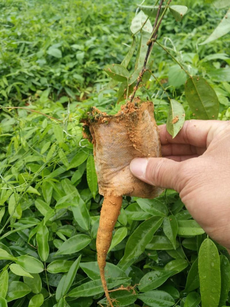广西小叶牛大力苗，优质苗，价格实惠，基地直供