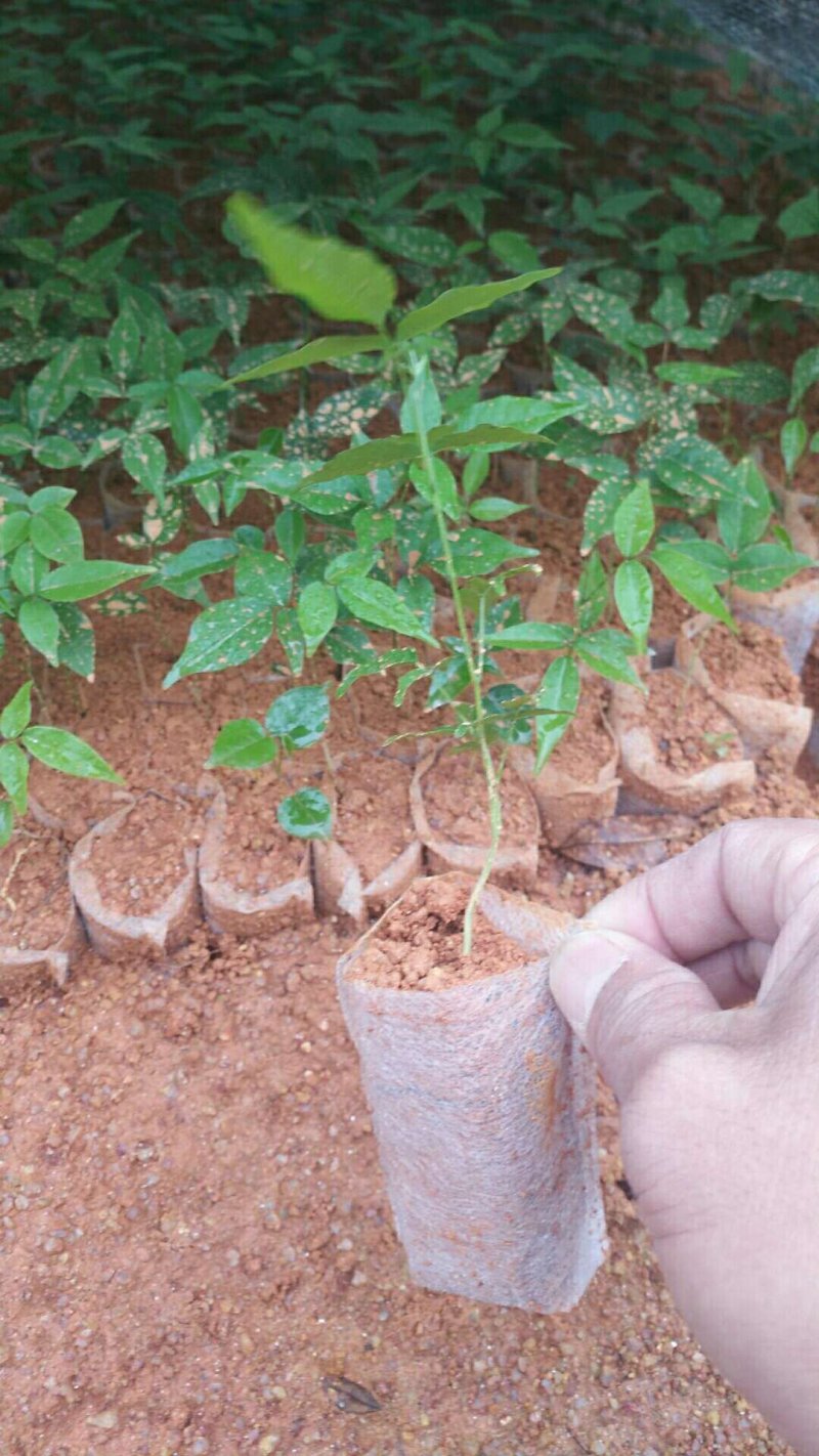 广西小叶牛大力苗，优质苗，价格实惠，基地直供