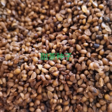 苹果种子甜茶种子，一手货源