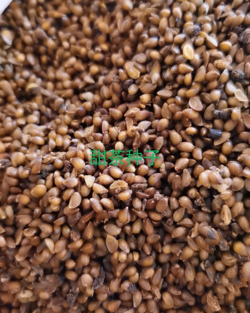 苹果种子甜茶种子，一手货源