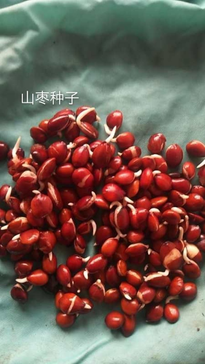 山枣种子，东升种苗出售山枣种子，一手货源，全国发货