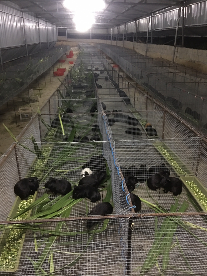 黑豚苗花豚彩豚种苗养殖繁殖种苗，允许养殖食草动物