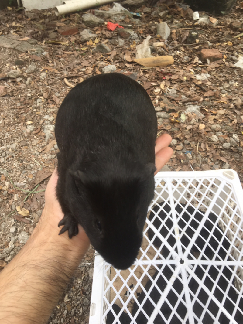 黑豚苗花豚彩豚种苗养殖繁殖种苗，允许养殖食草动物