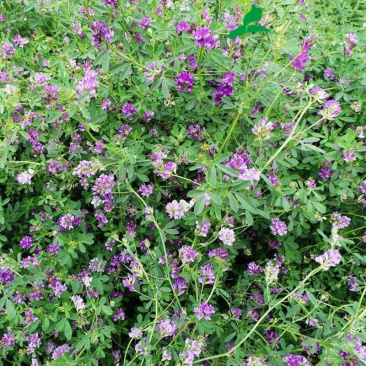 紫花苜蓿种子多年生四季种植猪牛羊兔鸡