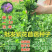 紫花苜蓿种子多年生四季种植猪牛羊兔鸡