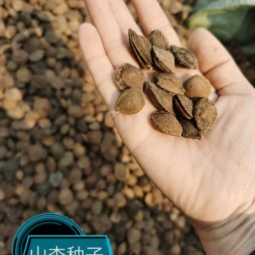 杏种子，手选个个发芽，裂口，一斤300多粒
