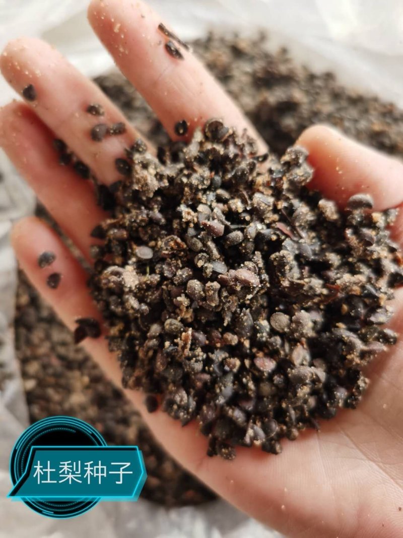 杜梨种子，嫁接各种梨苗沾木，芽率看图片，大量批发，