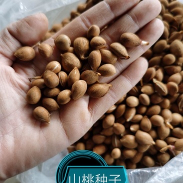 桃种子山桃种子，一手货源