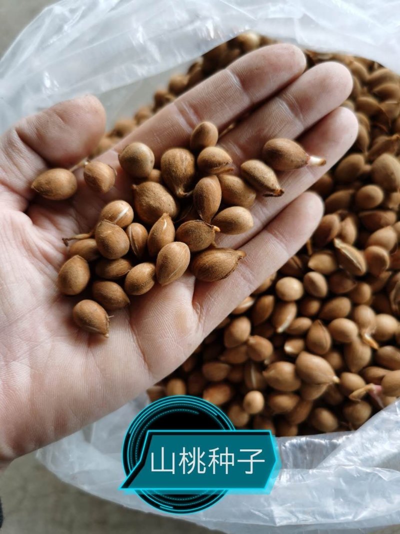 桃种子山桃种子，一手货源