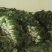 黄心大白菜，质量好货量充足，一条龙服务，