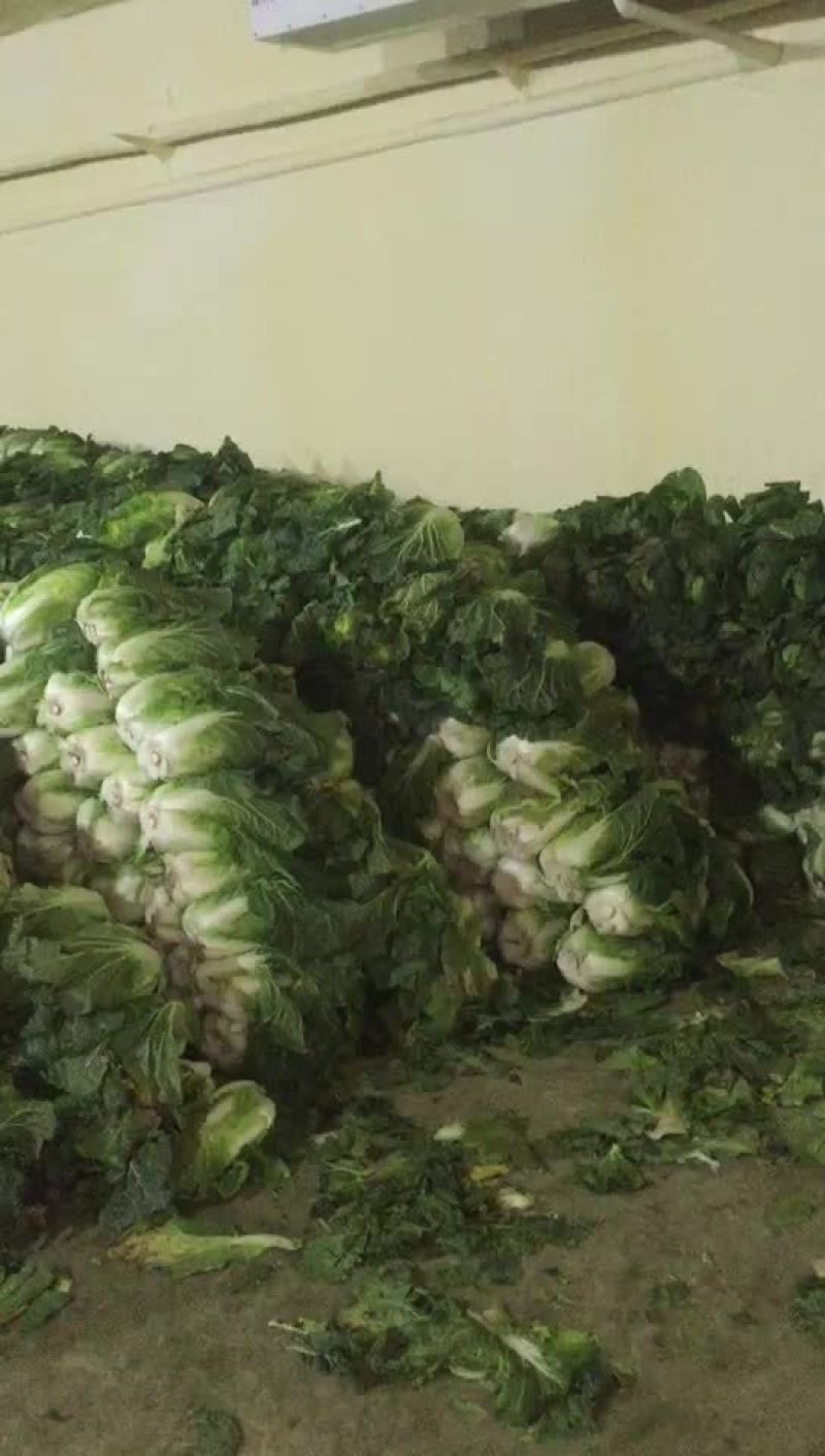 黄心大白菜，质量好货量充足，一条龙服务，