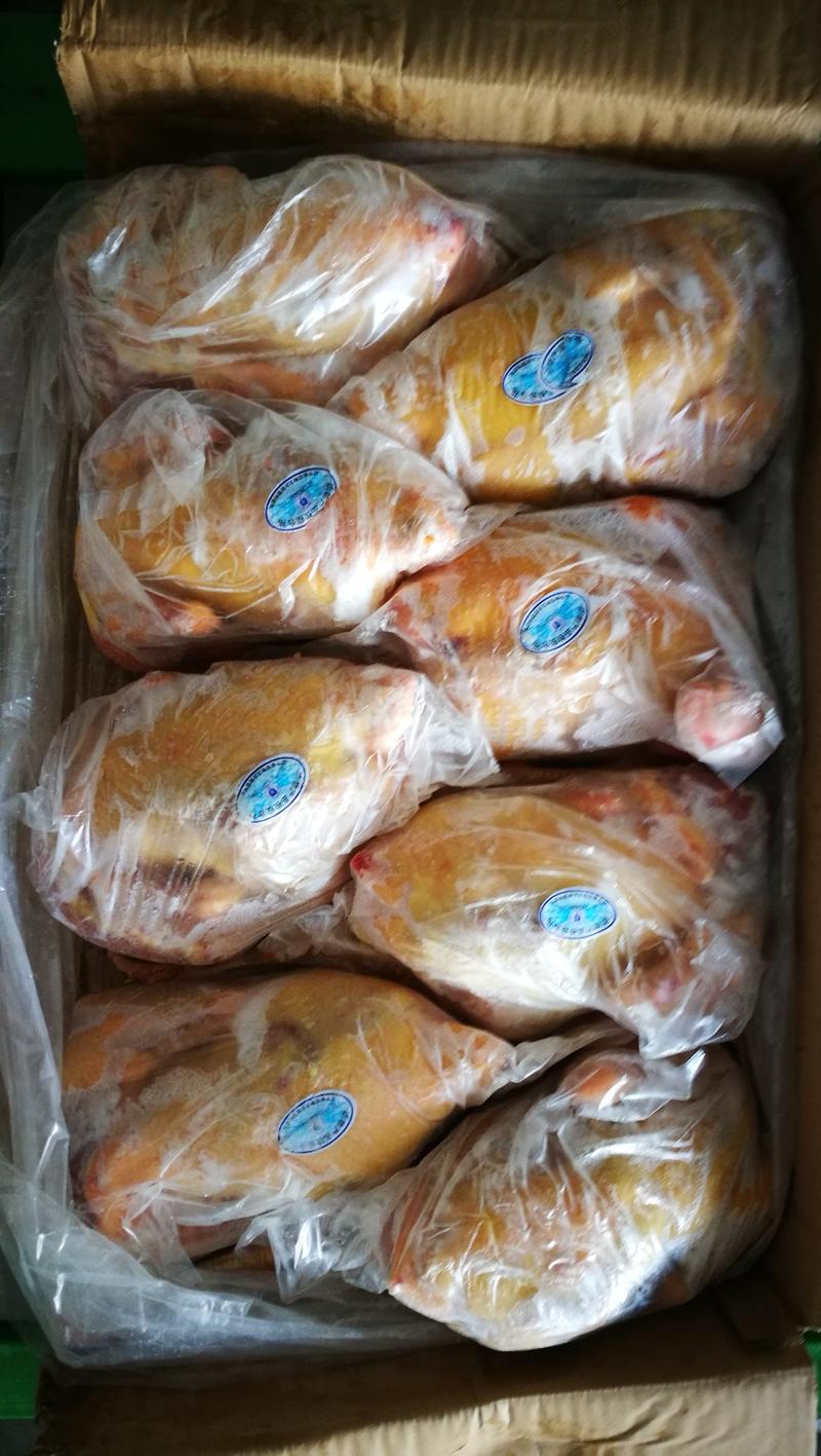 黄油土鸡，北京油鸡，华北柴鸡，黄油老鸡批发，黄油老鸡价格