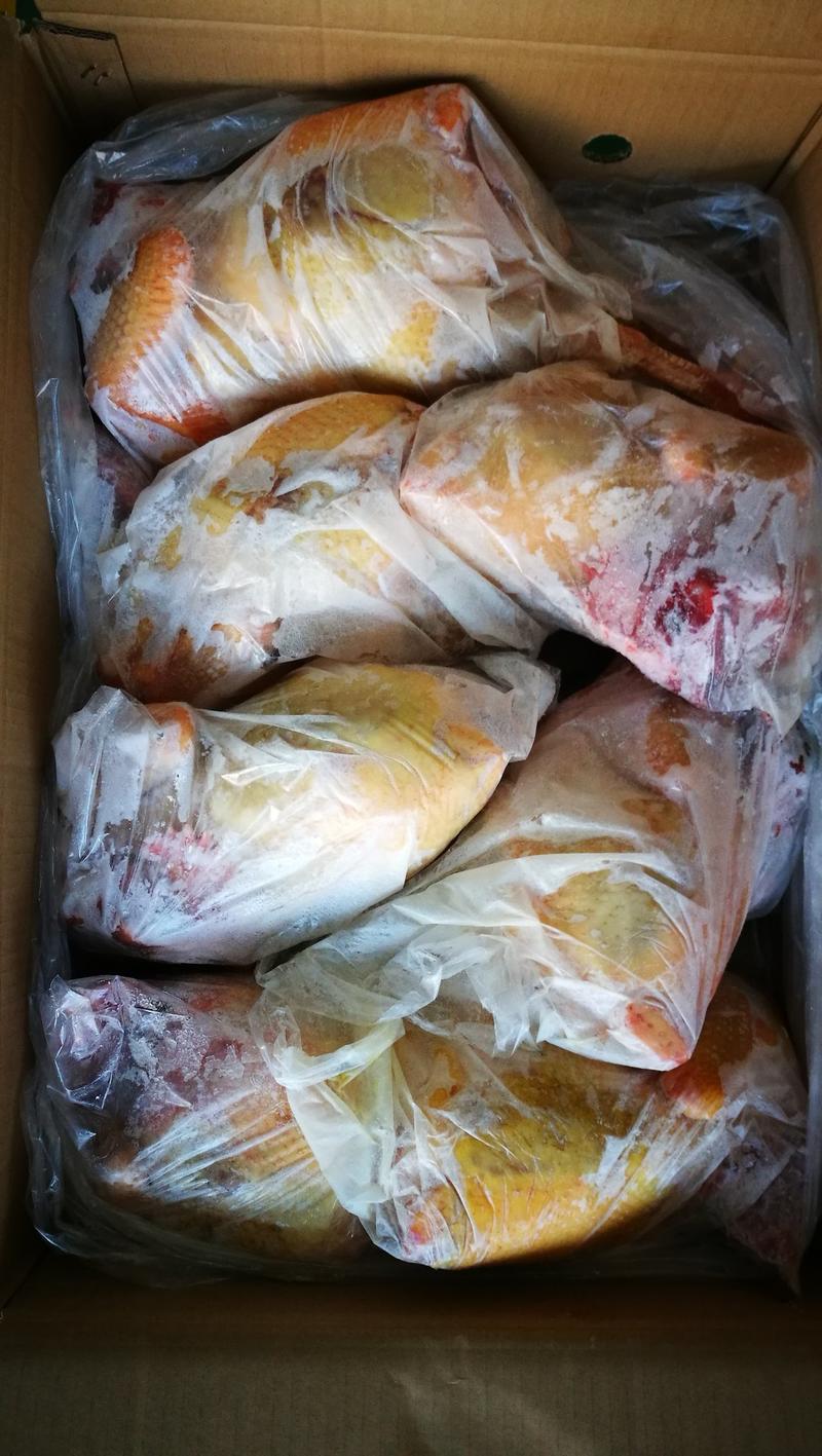 黄油土鸡，北京油鸡，华北柴鸡，黄油老鸡批发，黄油老鸡价格