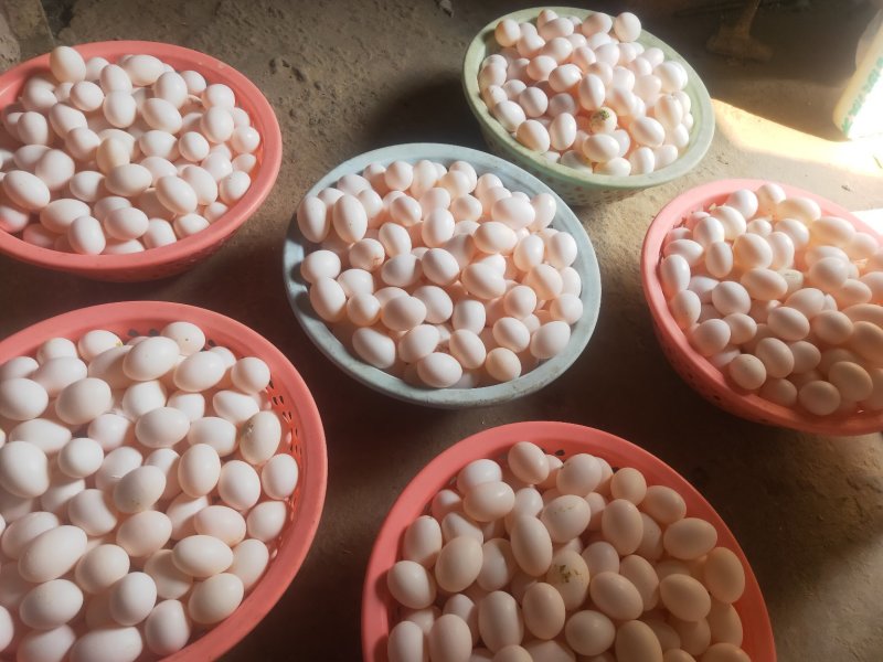 鲜鸽蛋，日供应1万枚