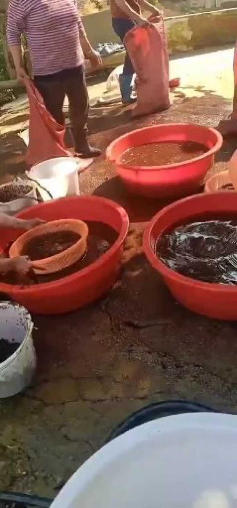 广西白肉粉质土茯苓种子，提供育苗技术，成熟种子，
