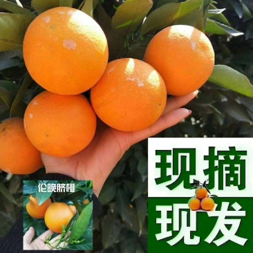 【精品】湖北秭归夏橙，产地直销，对接批发，商超**，量大
