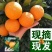 【精品】湖北秭归夏橙，产地直销，对接批发，商超**，量大