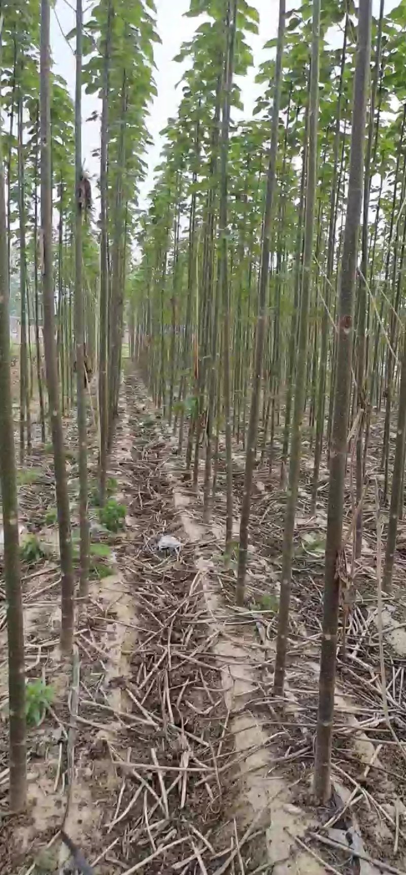 白花泡桐树苗