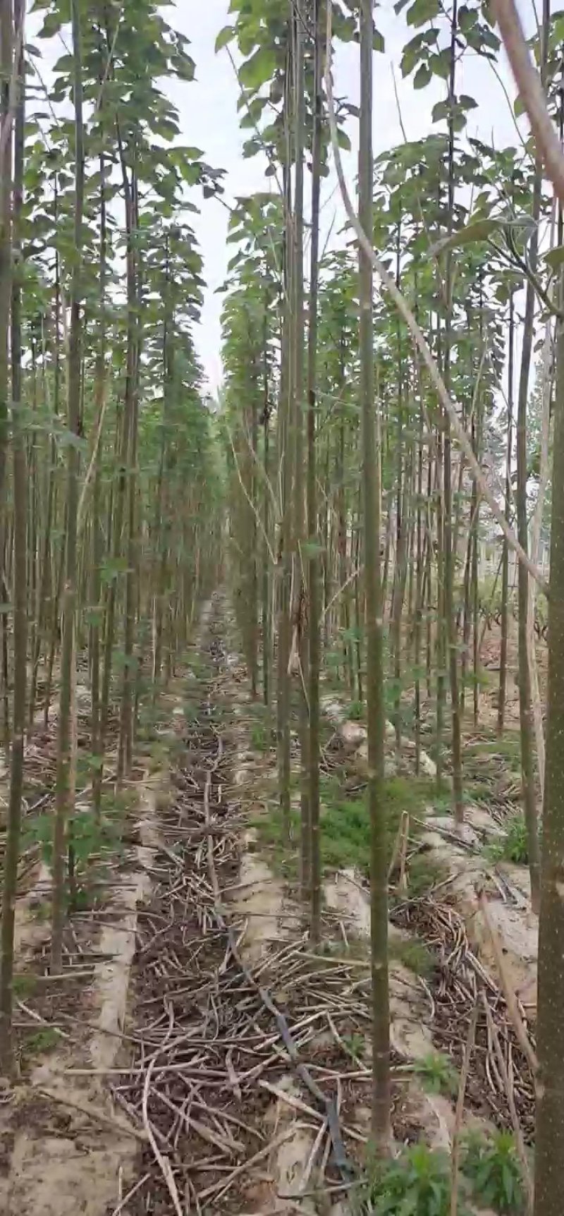 白花泡桐树苗