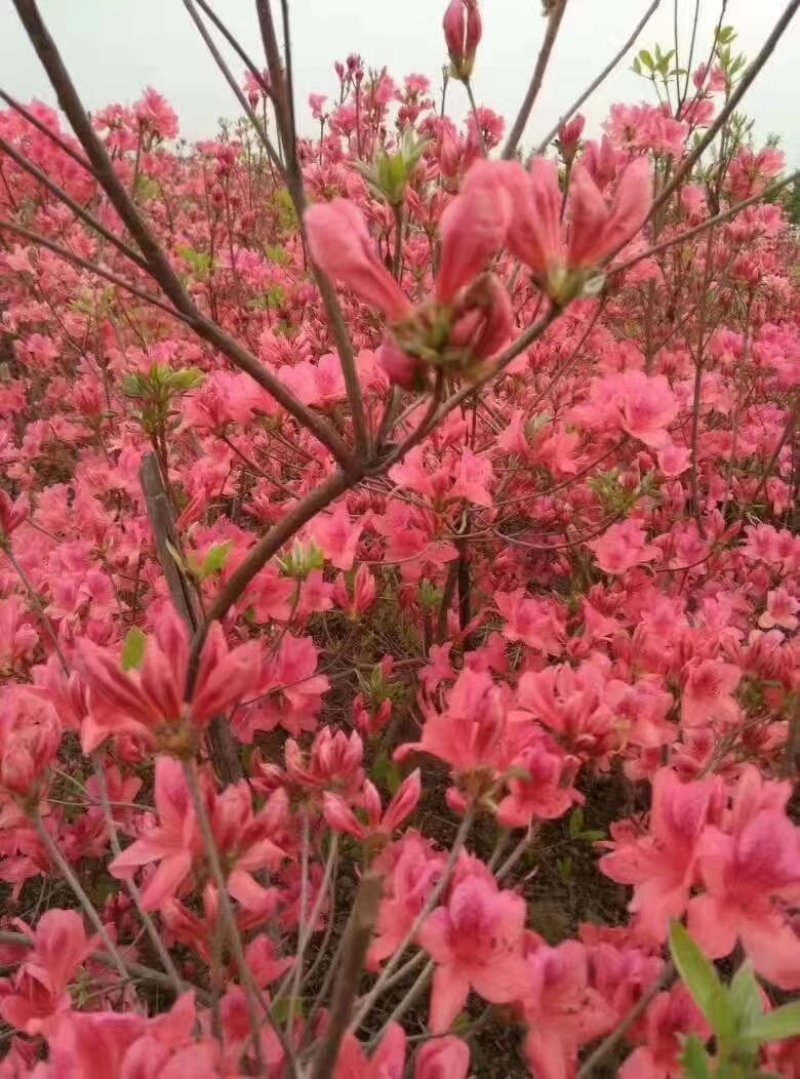 映山红
