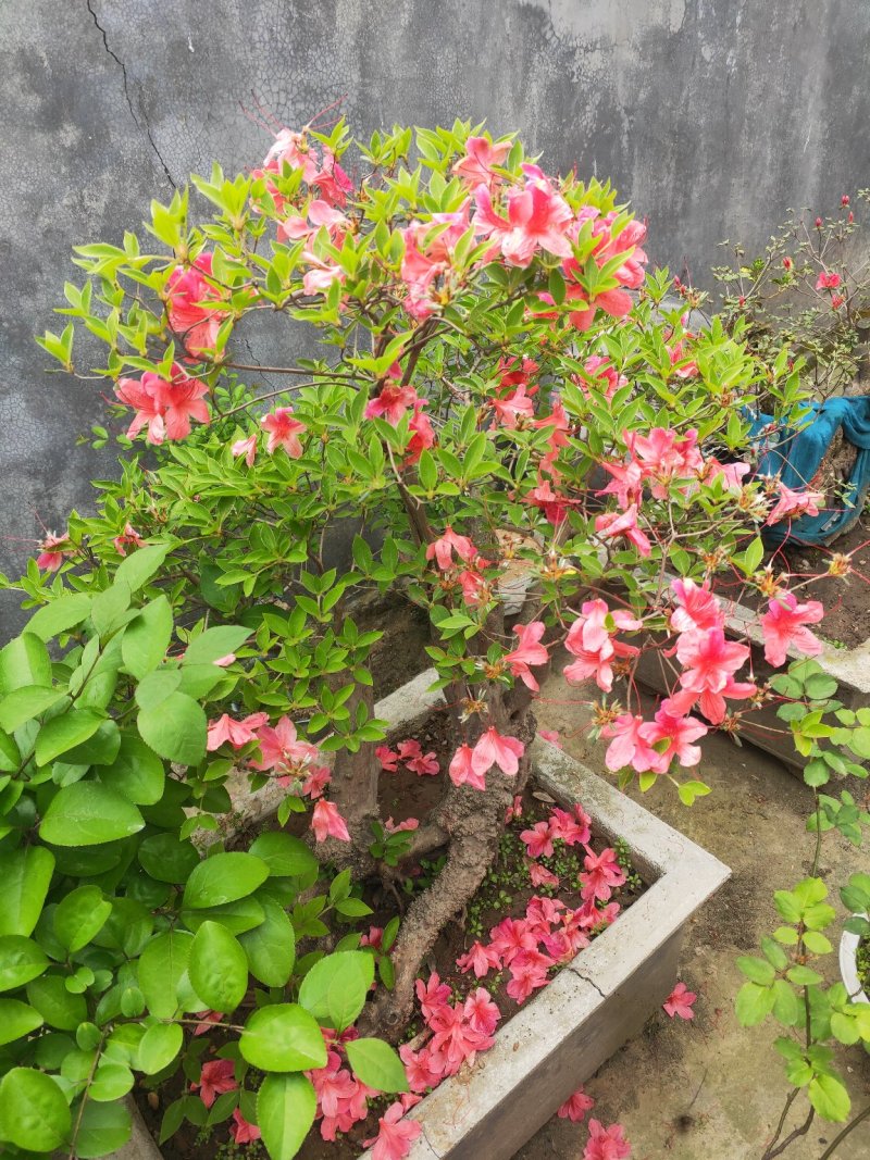 杜鹃花，杜鹃树桩，杜鹃盆景，杜鹃造型，大小规格齐全，