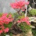 杜鹃花，杜鹃树桩，杜鹃盆景，杜鹃造型，大小规格齐全，